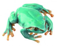 Laubfrosch, seltene hellblaue Varietät, Weibchen Laubfrosch, seltene hellblaue Varietät, Weibchen