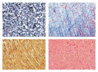 Histologie. Bindegewebe, 10 Mikropräparate Histologie. Bindegewebe, 10 Mikropräparate