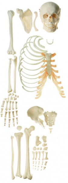 Unmontiertes halbes Homo-Skelett