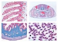 Histologie der Wirbeltiere (Vertebrata) ausschließlich Säuger, 25 Mikropräparate Histologie der Wirbeltiere (Vertebrata) ausschließlich Säuger, 25 Mikropräparate