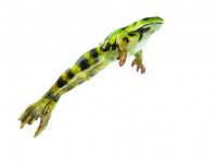 Springender Wasserfrosch, männlich Springender Wasserfrosch, männlich