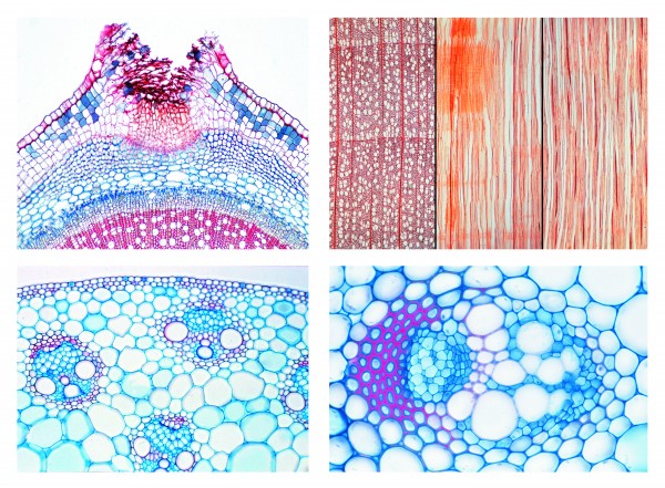 Mikropräparateserie Blütenpflanzen IV Der Stamm, 20 Präparate