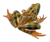 Springfrosch Springfrosch