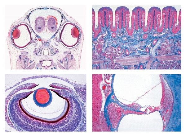 Serie III. Sinnesphysiologie, 16 Mikropräparate