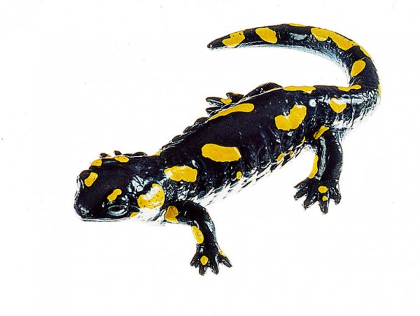 Gefleckter Feuersalamander, Weibchen