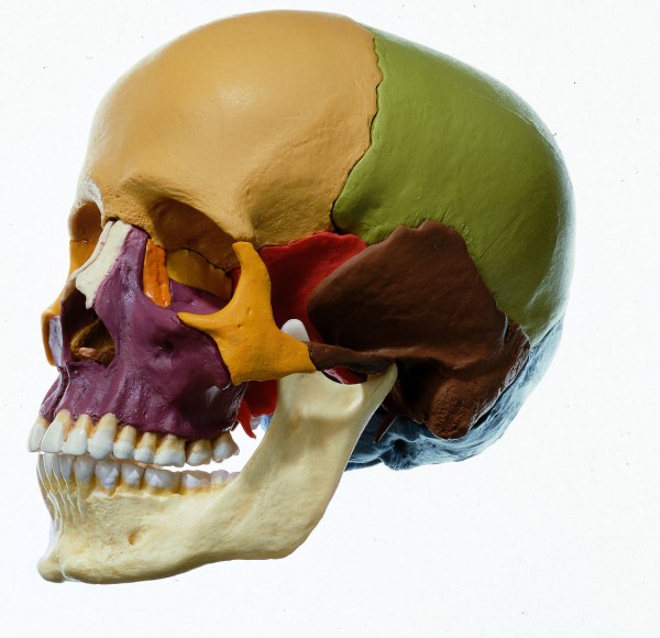 14teiliges Schädelmodell, Somso