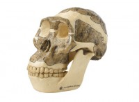 Schädelrekonstruktion von Australopithecus africanus Schädelrekonstruktion von Australopithecus africanus