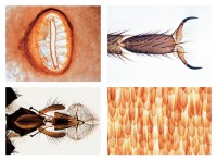 Insekten 25 Mikropräparate Insekten 25 Mikropräparate