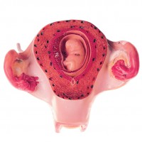 Uterus mit Embryo im 2. Monat Uterus mit Embryo im 2. Monat