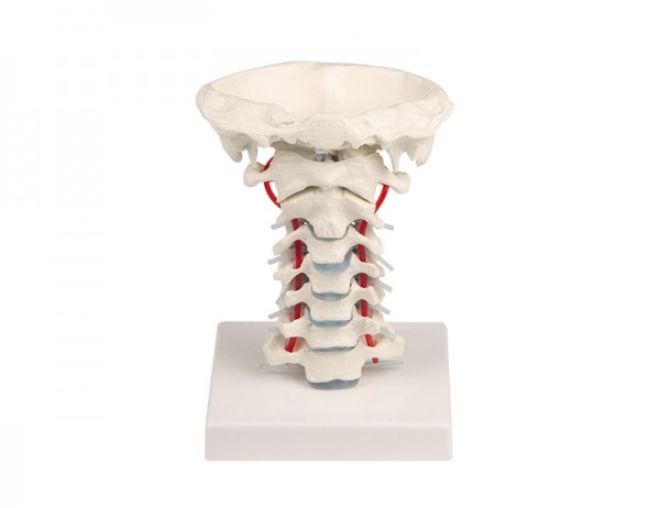 Halswirbelsäule Modell