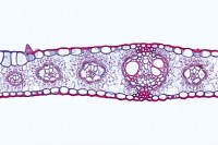 Mikropräparat Zea mays, Mais, monokotyles Blatt vom Gramineentyp, quer. Blasenzellen Mikropräparat Zea mays, Mais, monokotyles Blatt vom Gramineentyp, quer. Blasenzellen
