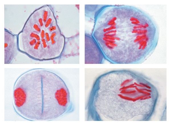 Reifungsteilungen in den Pollenmutterzellen der Lilie (Lilium candidum),Mikropräparateserie