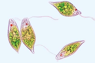 Euglena, Augentierchen. Zellkern, Geißel, Chromatophoren, Paramylumkörner, Augenfleck