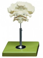 Atlas, Axis und Hinterhauptsbein Atlas, Axis und Hinterhauptsbein