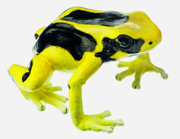 Färberfrosch, Weibchen, Dendrobates Tinctorius