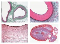 Histologie. Kreislaufsystem, 8 Mikropräparate Histologie. Kreislaufsystem, 8 Mikropräparate