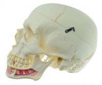 Künstlicher Homo-Schädel Künstlicher Homo-Schädel