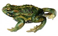 Kreuzkröte Kreuzkröte