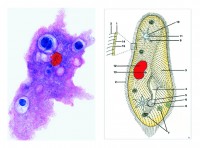 Mikropräparate Multimedia-Paket. Lehrerpaket. Protozoen (Urtiere), Basissatz von 8 Einheiten, Lehrer Mikropräparate Multimedia-Paket. Lehrerpaket. Protozoen (Urtiere), Basissatz von 8 Einheiten, Lehrer