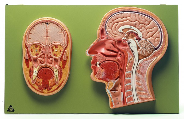 Median- und Frontalschnitt vom Kopf