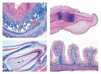 Histologie des Menschen II Histologie des Menschen II