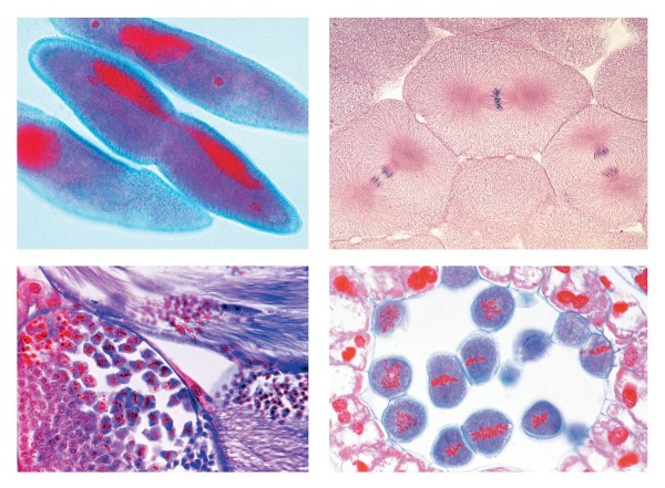 Mitose und Meiose Serie II, 5 ausgewählte Mikropräparate