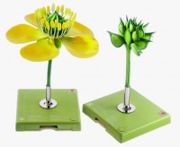 Hahnenfuß, Blüte und Frucht Hahnenfuß, Blüte und Frucht