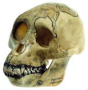 Schädelrekonstruktion von Proconsul africanus Schädelrekonstruktion von Proconsul africanus