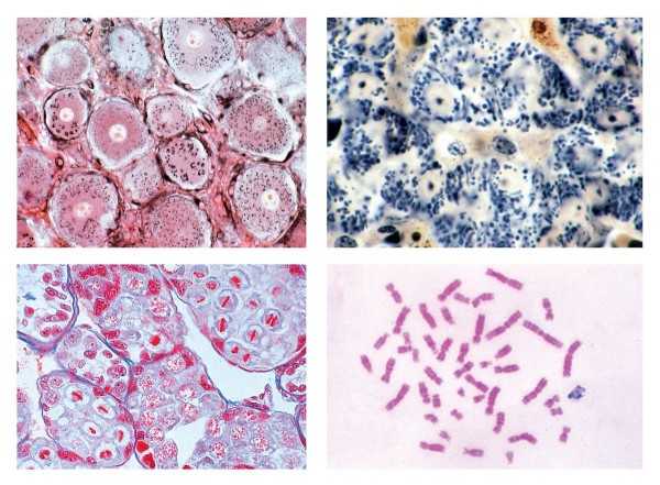 Histologie. Zellen und Zellteilung,10 Mikropräparate
