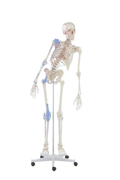 Skelett mit Bandapparat