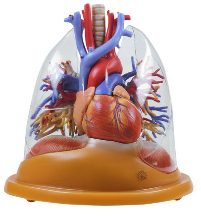 Herz-Lungen Tischmodell