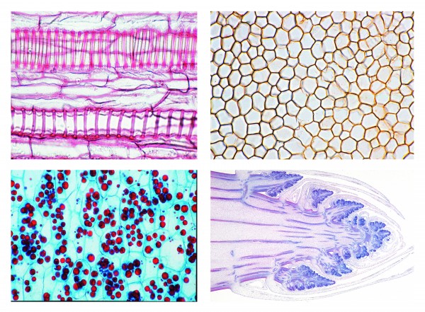 Mikropräparateserie Blütenpflanzen II. Zellen und Gewebe, 20 Präparate 