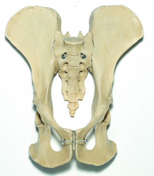 Künstliches Schimpansen-Becken-Skelett