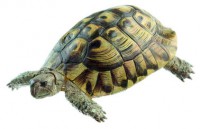 Griechische Landschildkröte, Männchen Griechische Landschildkröte, Männchen