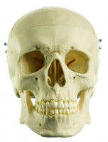 Künstlicher Homo-Schädel Künstlicher Homo-Schädel