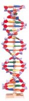 DNA Modell DNA Modell