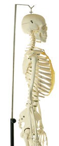 Künstliches Homo-Skelett, weiblich