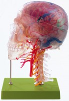 Neuroanatomie-Kopfmodell Neuroanatomie-Kopfmodell