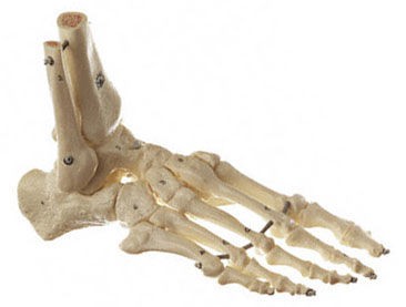 Fuß-Skelett (elastische Montage)