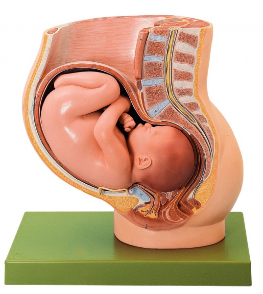 Becken mit Uterus im 9. Schwangerschaftsmonat