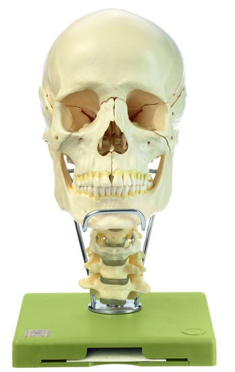 18teiliges Schädel-modell mit Halswirbelsäule und Zungenbein