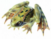 Grasfrosch, Männchen Grasfrosch, Männchen