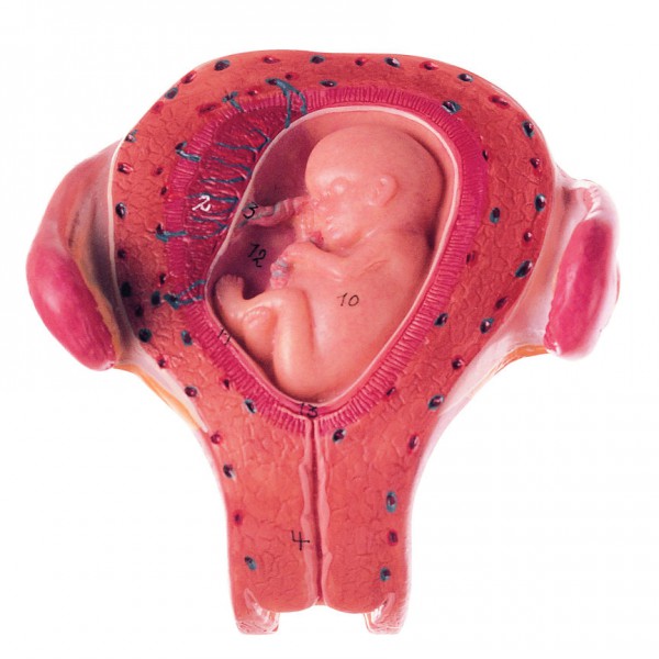 Uterus mit Embryo im 3. Monat