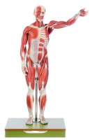 Männliche Muskelfigur Männliche Muskelfigur
