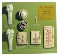 Modelltafel Bandwurm Modelltafel Bandwurm