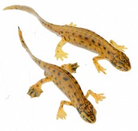 Fadenmolch, Männchen und Weibchen in Wassertracht Fadenmolch, Männchen und Weibchen in Wassertracht