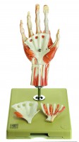 Chirurgisches Handmodell Chirurgisches Handmodell