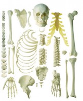 Unmontiertes halbes Homo-Skelett Unmontiertes halbes Homo-Skelett