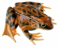Grasfrosch, Weibchen Grasfrosch, Weibchen