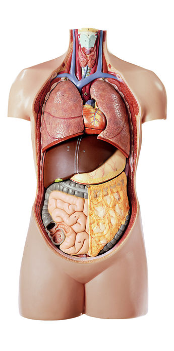 Anatomisches Modell der menschlichen Leber pathologisches Modell Anatomische 